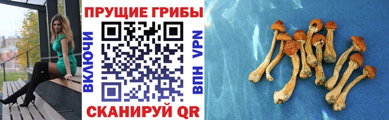 Псилоцибиновые грибы мицелий  как найти   Багратионовск 